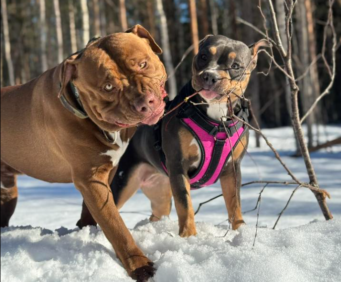 Berikning för hund – därför behövs både mental och fysisk aktivering
