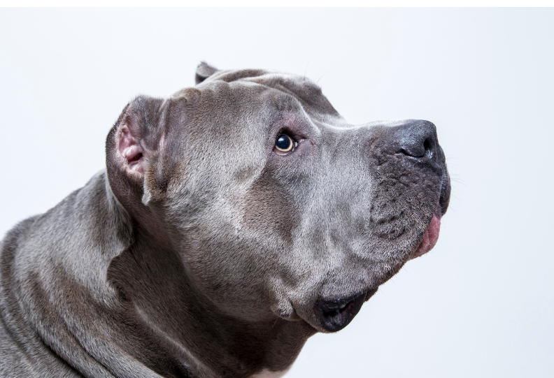 Topping till hund – så kan du göra maten oemotståndlig för en kräsen hund
