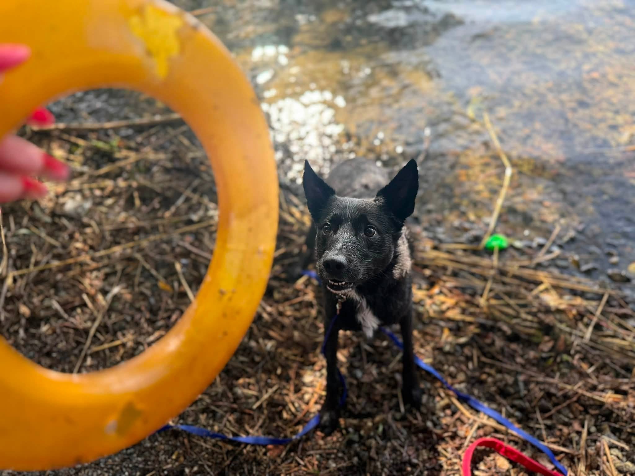 Berikning för hund – mycket mer än slickmattor och godis