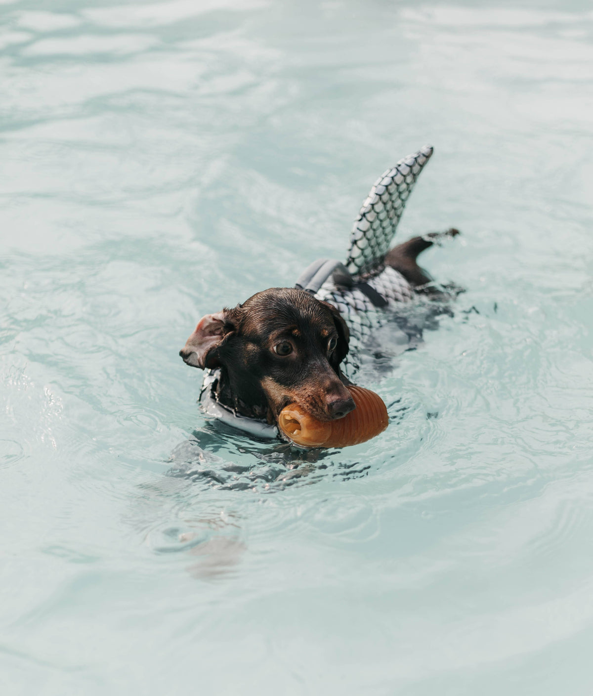 Gnugga Bouncy Hund Leksak: M