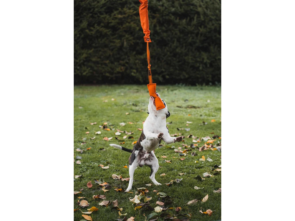Expander Medium 130–185 cm – Expander för Springpole och Dragträning med Hund