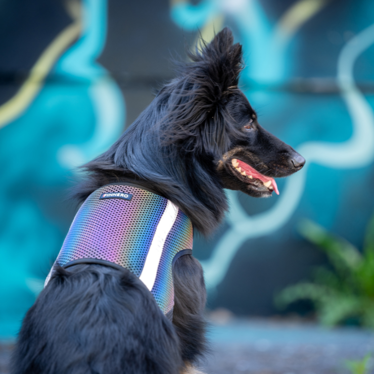 GLOW – Helreflekterande reflexväst för hund med regnbågseffekt