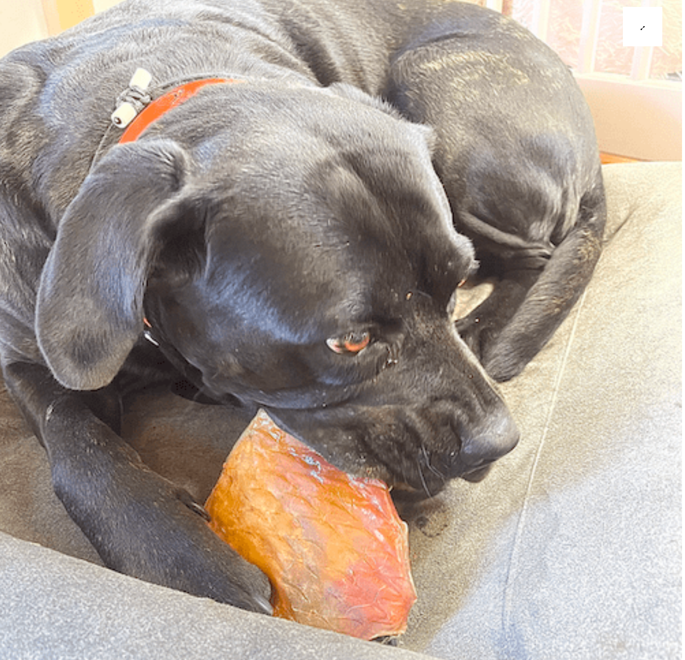Oxskinnsplatta – Lufttorkad | Naturligt hundtugg