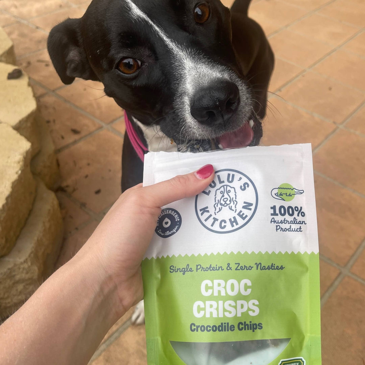 Nyhet! Krokodilchips 100 g – Naturligt hundgodis av 100 % krokodil