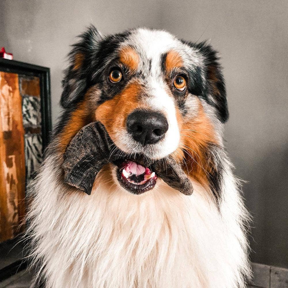 Fårhorn Large för hund 30 kg +