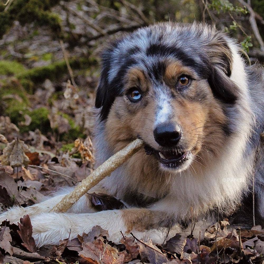 Rödfisksticks – naturligt hundgodis av vit fisk