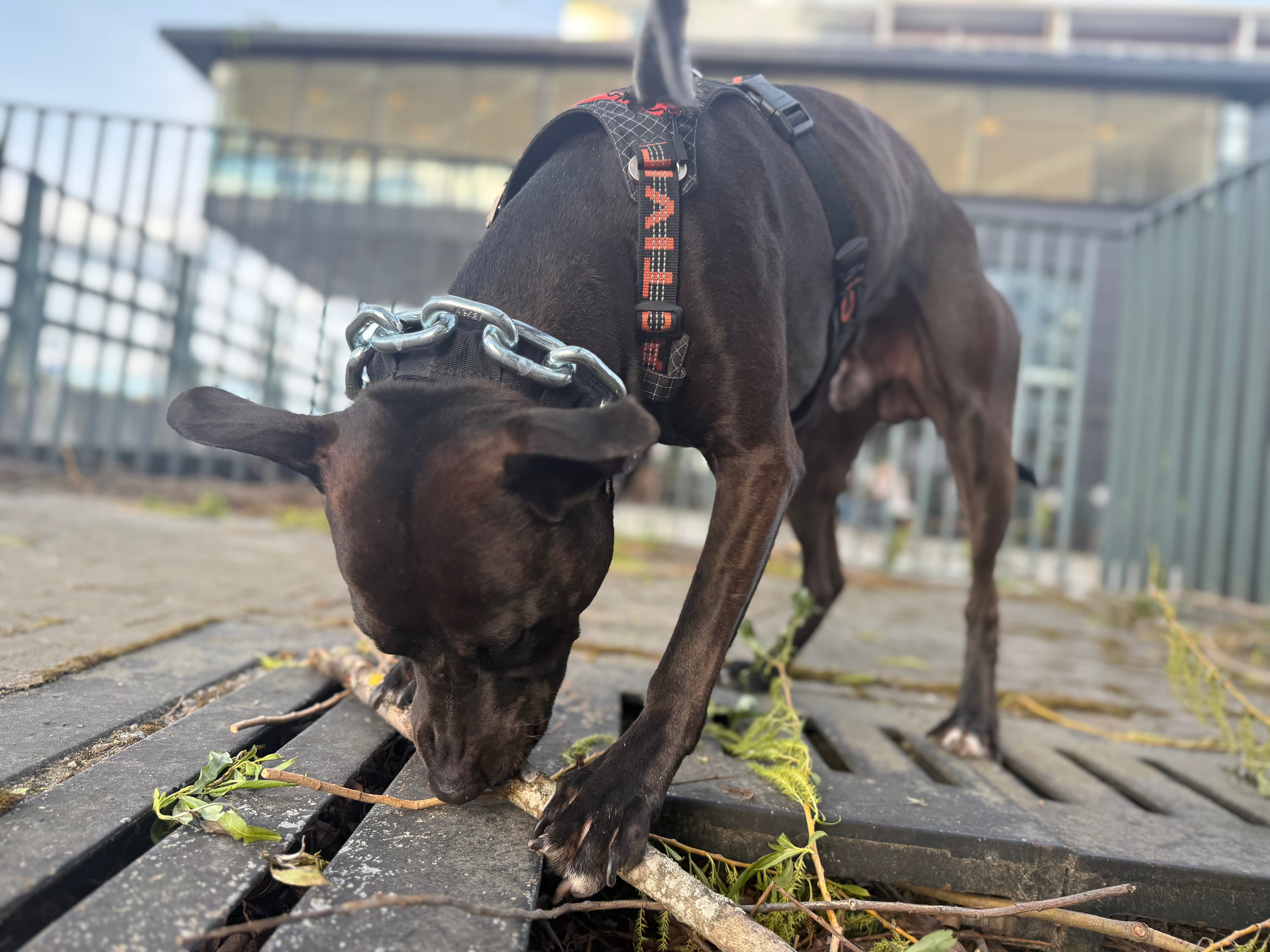 Vikthalsband för Hund – Exklusivt Tungt Stålkedjehalsband
