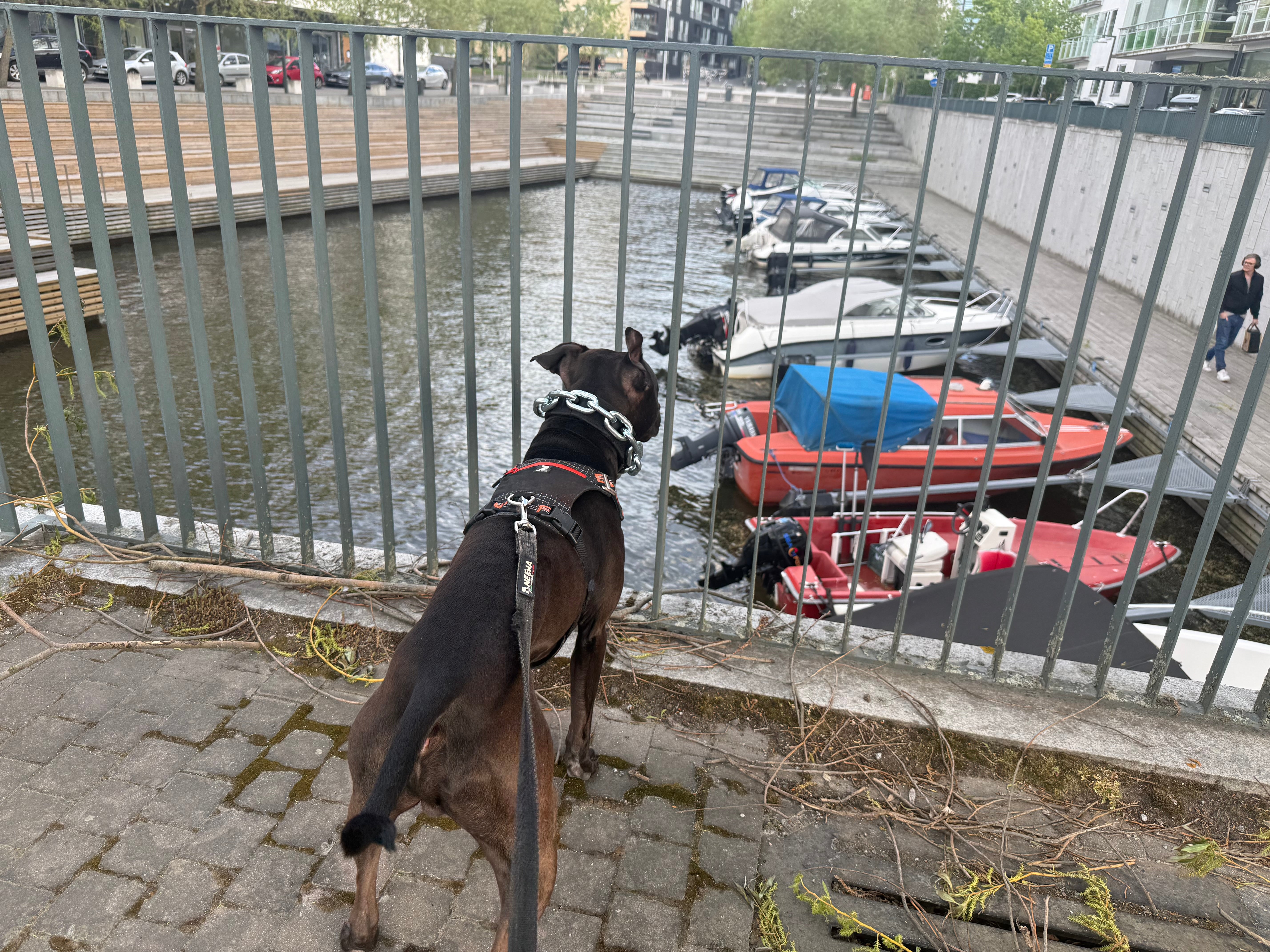 Vikthalsband för Hund – Exklusivt Tungt Stålkedjehalsband