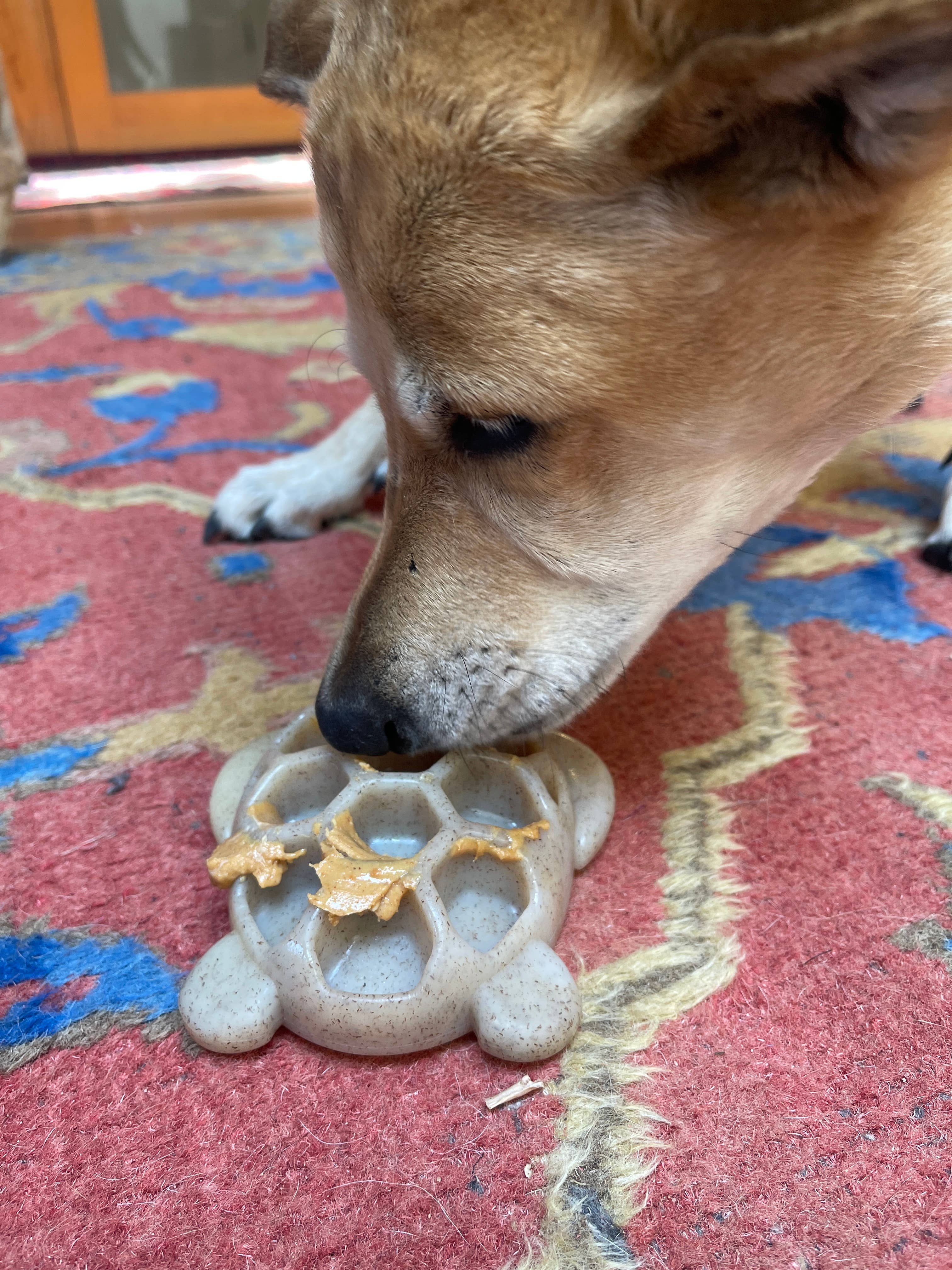 SodaPup Dog Toys - Turtle Hållbar nylontugg- och berikningsleksak: Sköldpadda Nylon Leksak - Brun