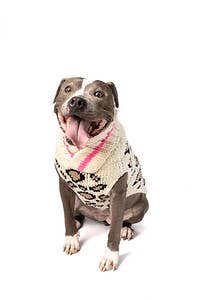 Chilly Dog Leopard Dog – handstickad hundtröja i alpackaull Medium