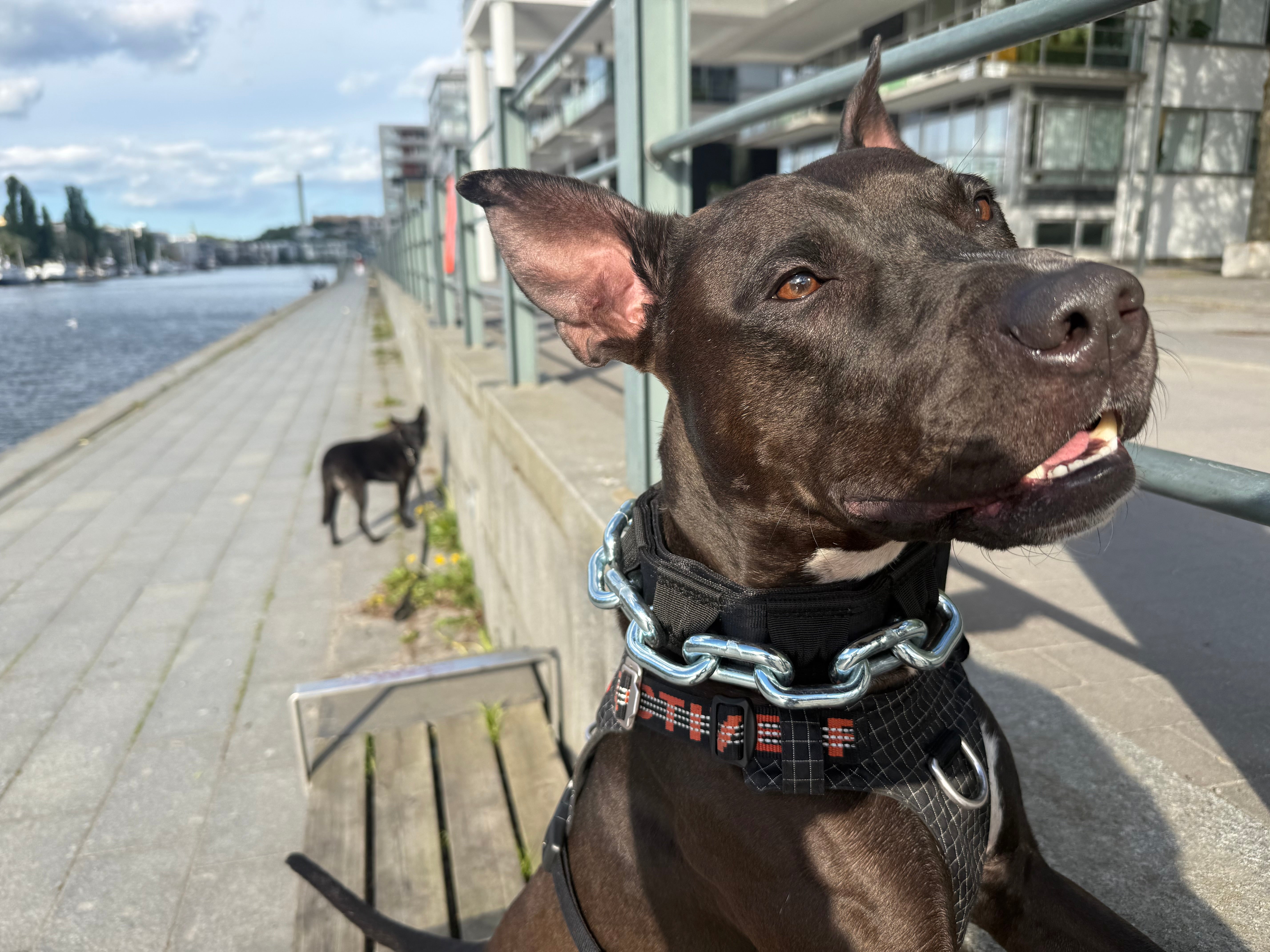 Vikthalsband för Hund – Exklusivt Tungt Stålkedjehalsband