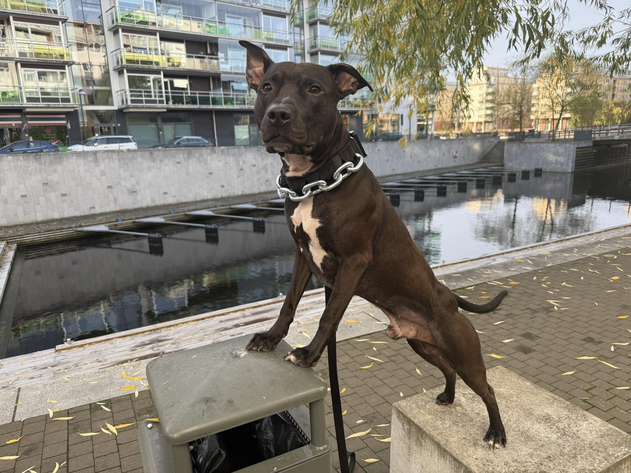 Vikthalsband för Hund – Exklusivt Tungt Stålkedjehalsband