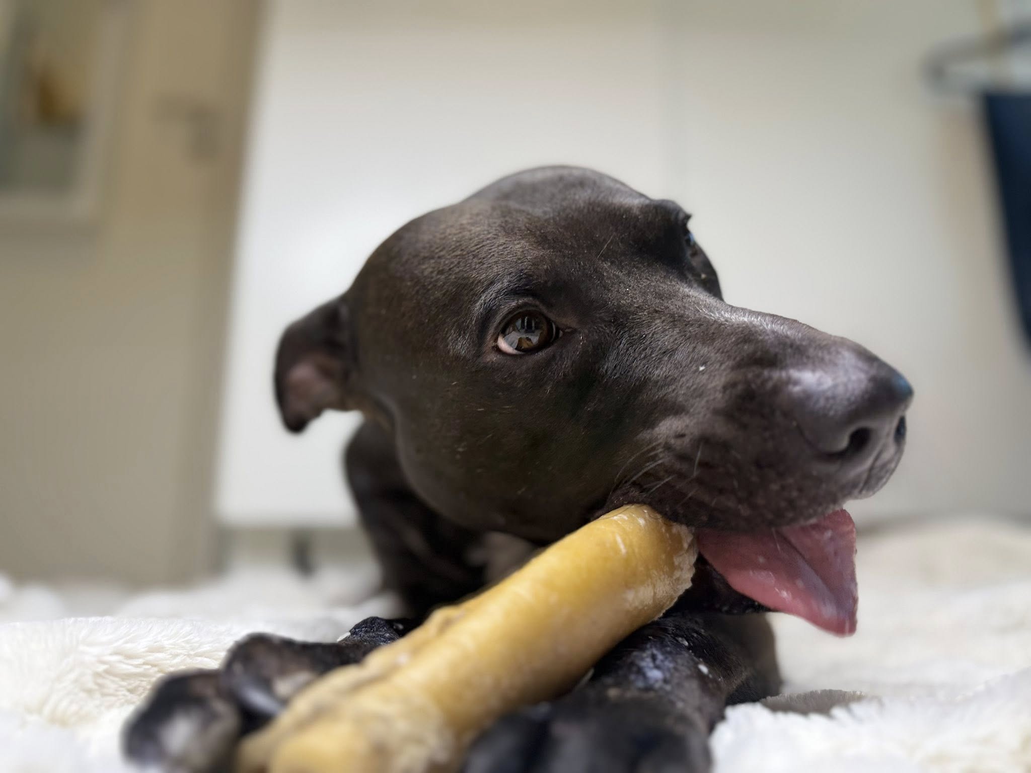 Premium nötkindrulle 30 cm – Långtidstugg för hund