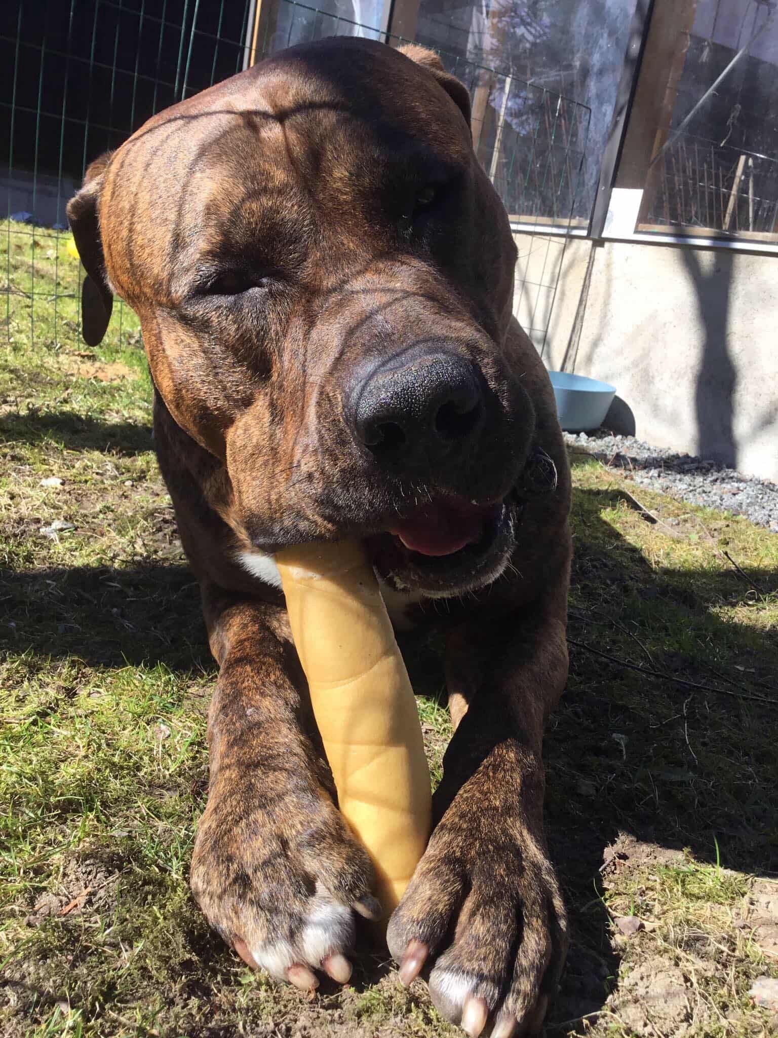 Premium nötkindrulle 30 cm – Långtidstugg för hund