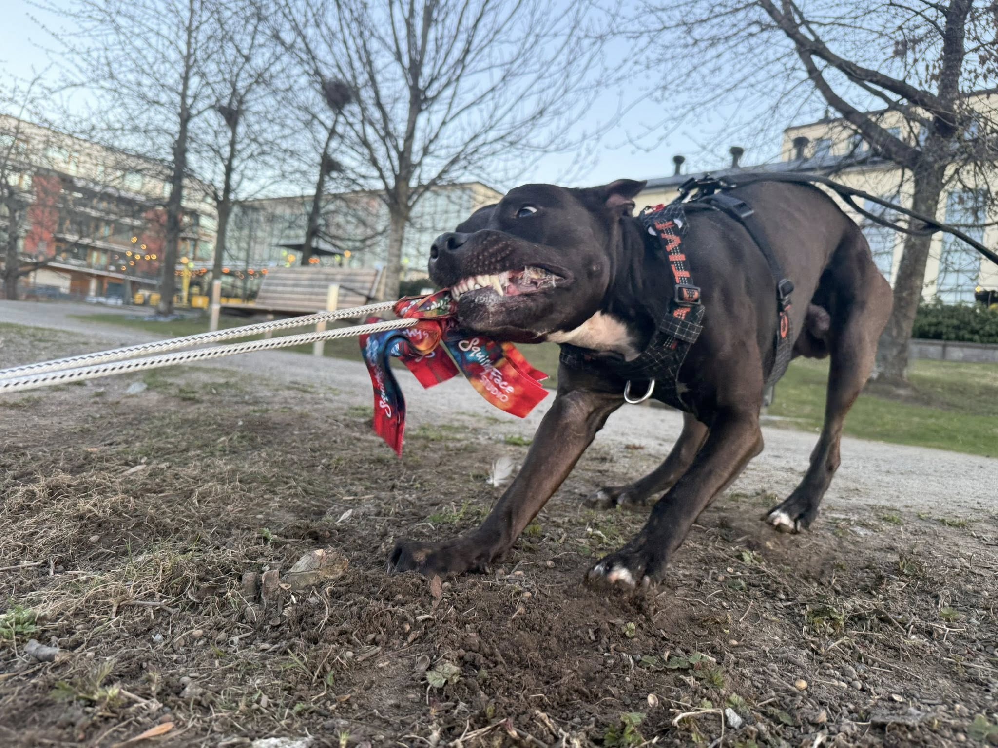 Kampleksak Hund – Super Tug för Power Chewers | Staffeshoppen