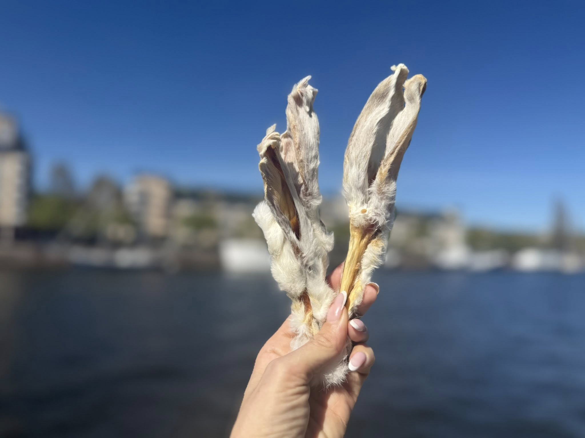 Kaninöron med päls |