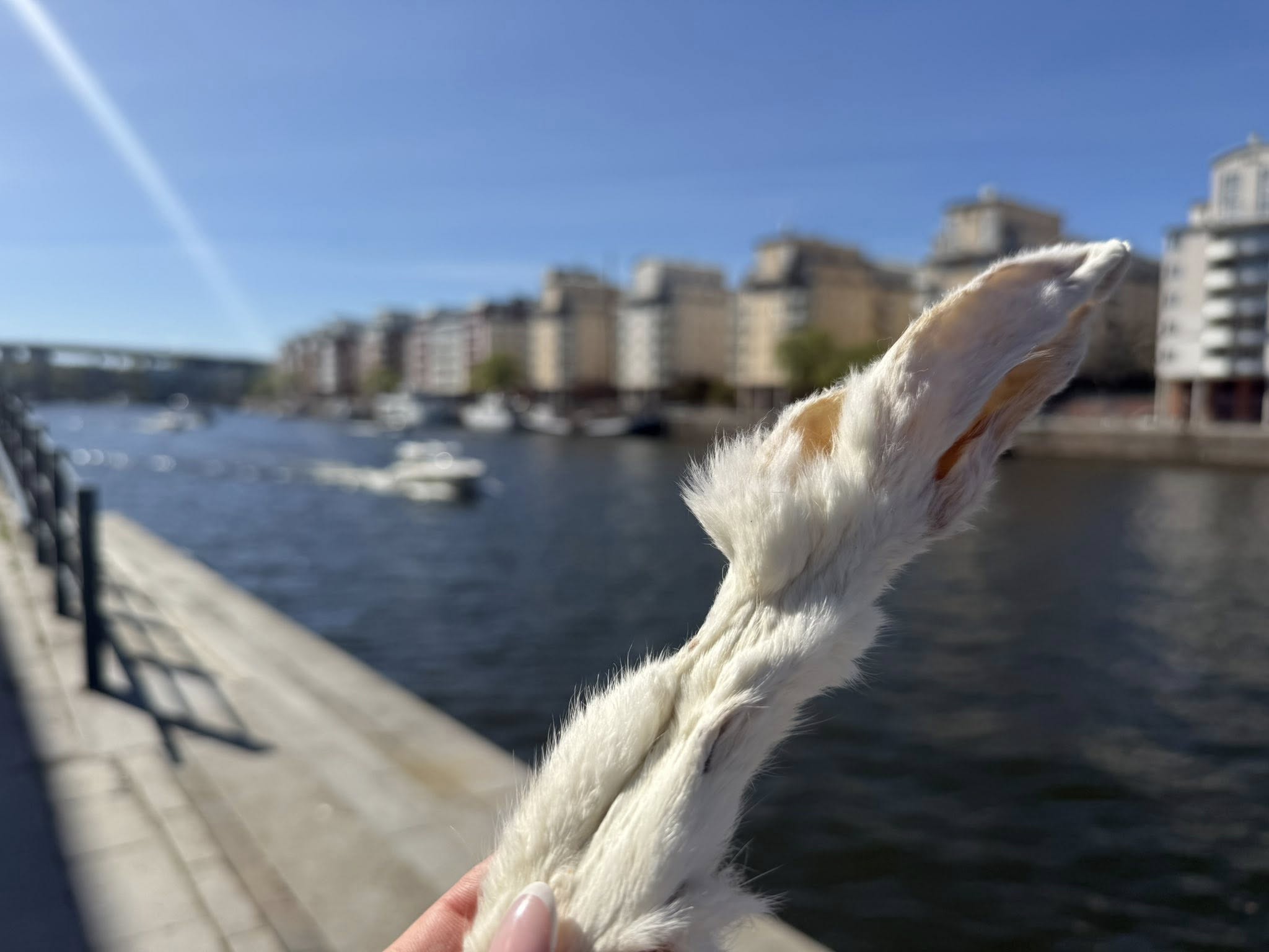 Kaninöron med päls |