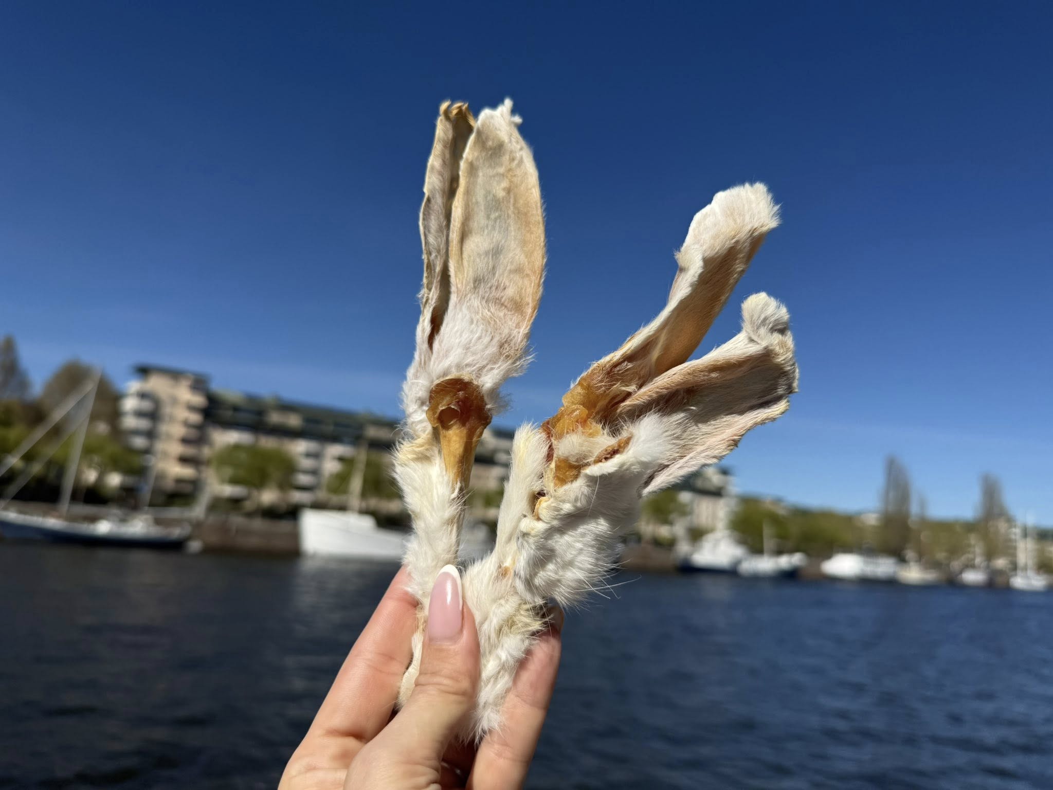 Kaninöron med päls |