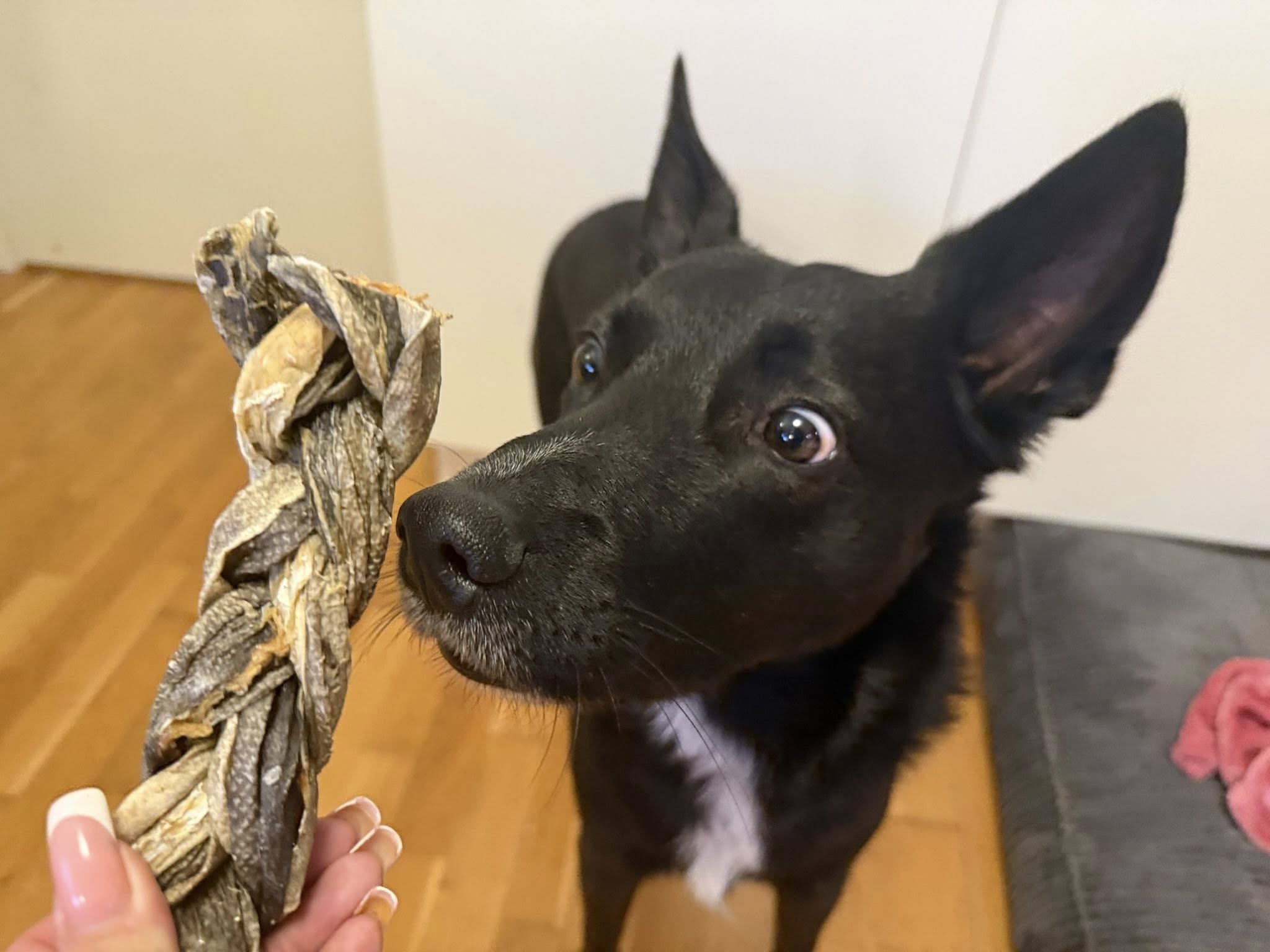 Torskfläta för Hund – Naturligt Fisktugg av 100 % Torsk