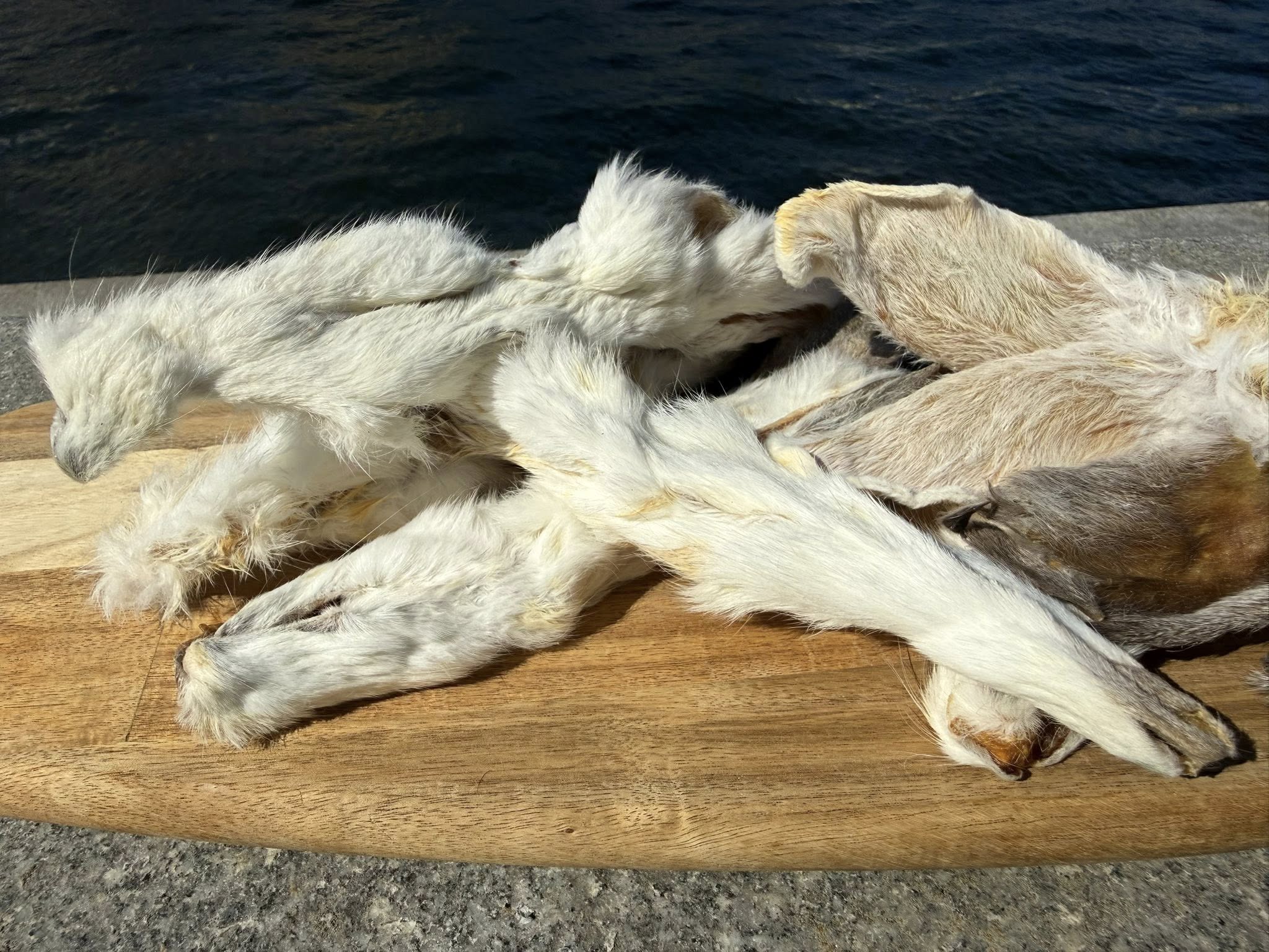 Kaninöron med päls |
