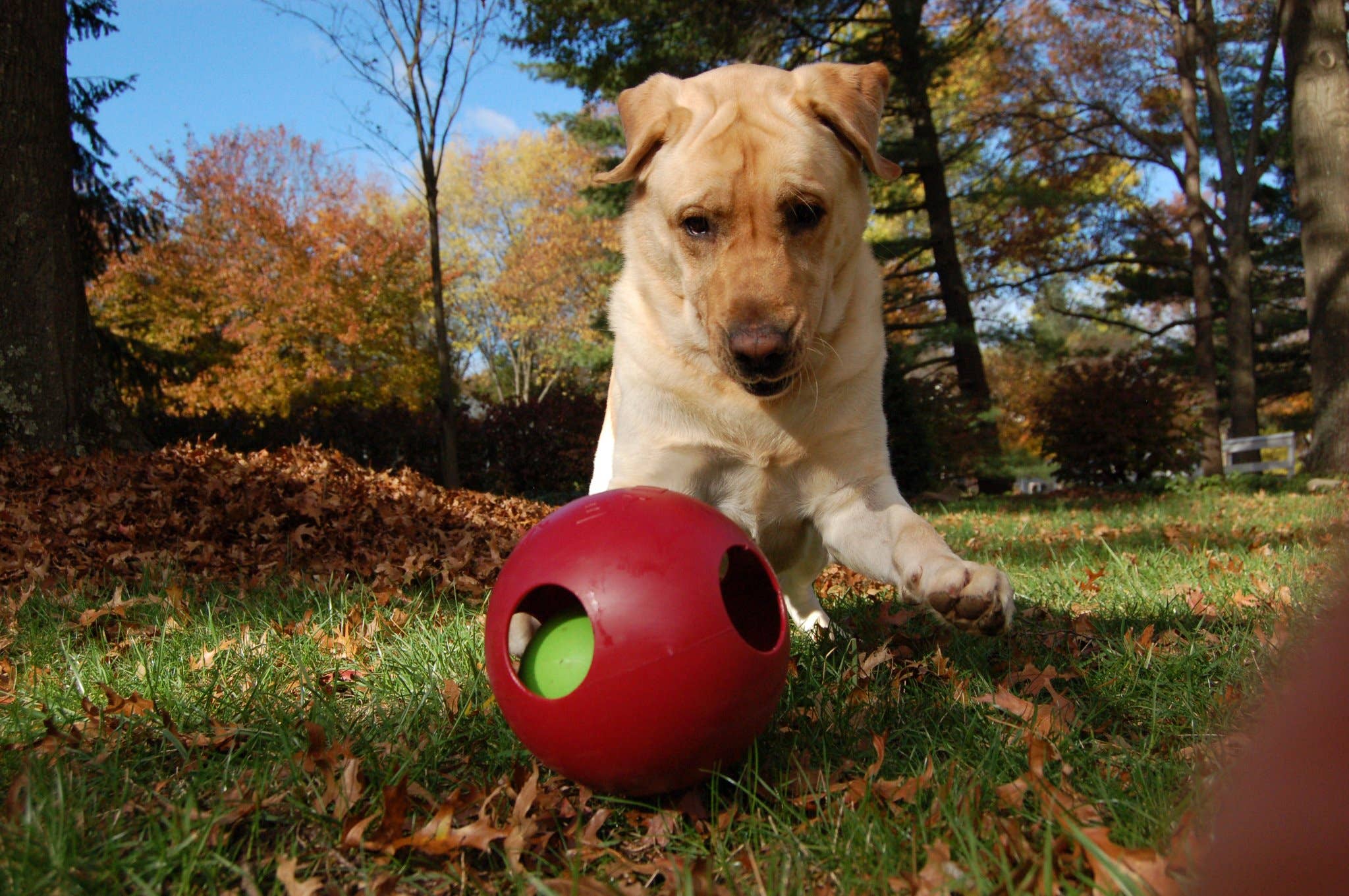 Teaser Ball – Slitstark hundleksak | Hundboll för starka hundar