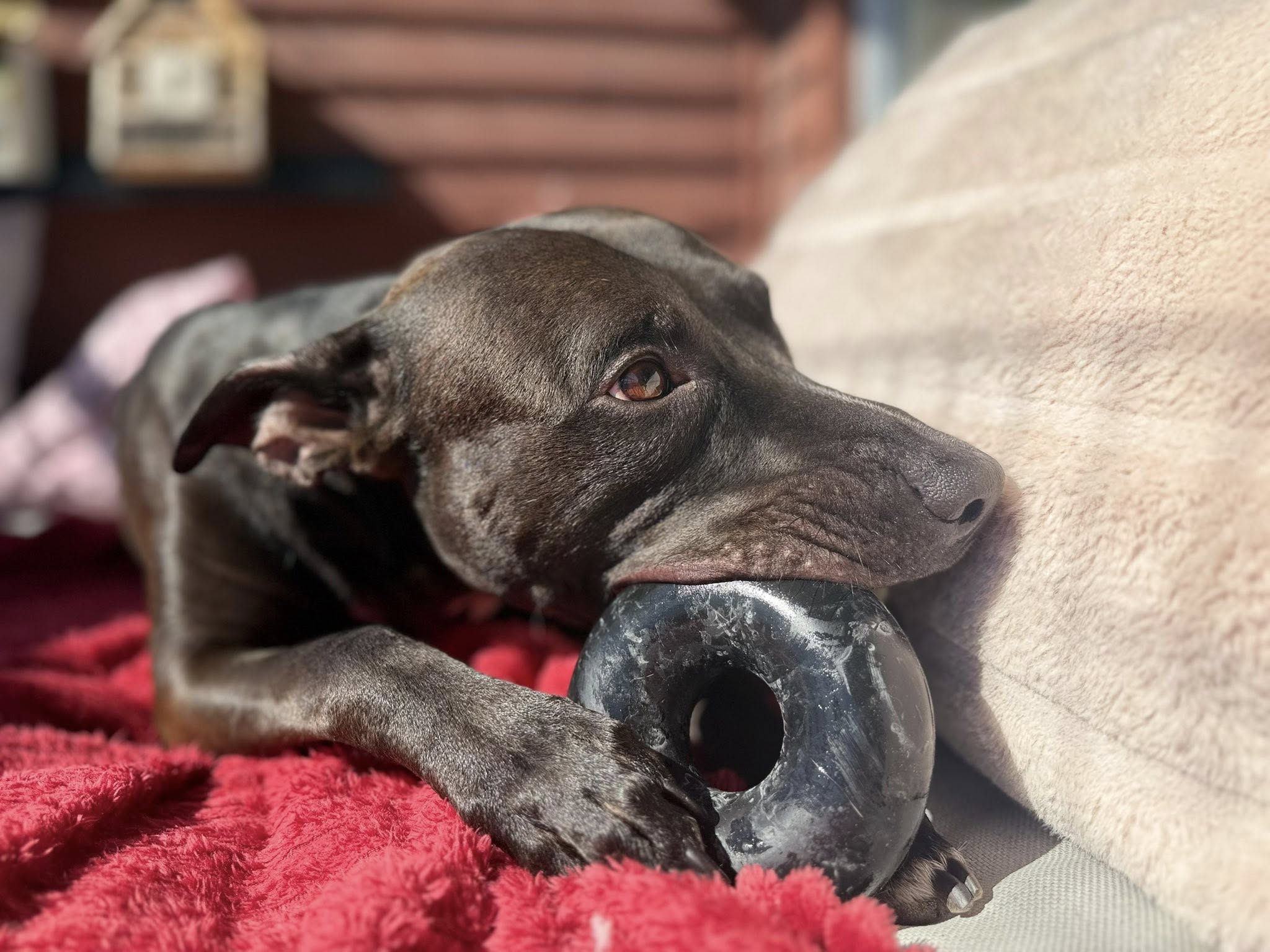Goughnuts Power Chewer Ring – Svart Medium | Livstidsgaranti