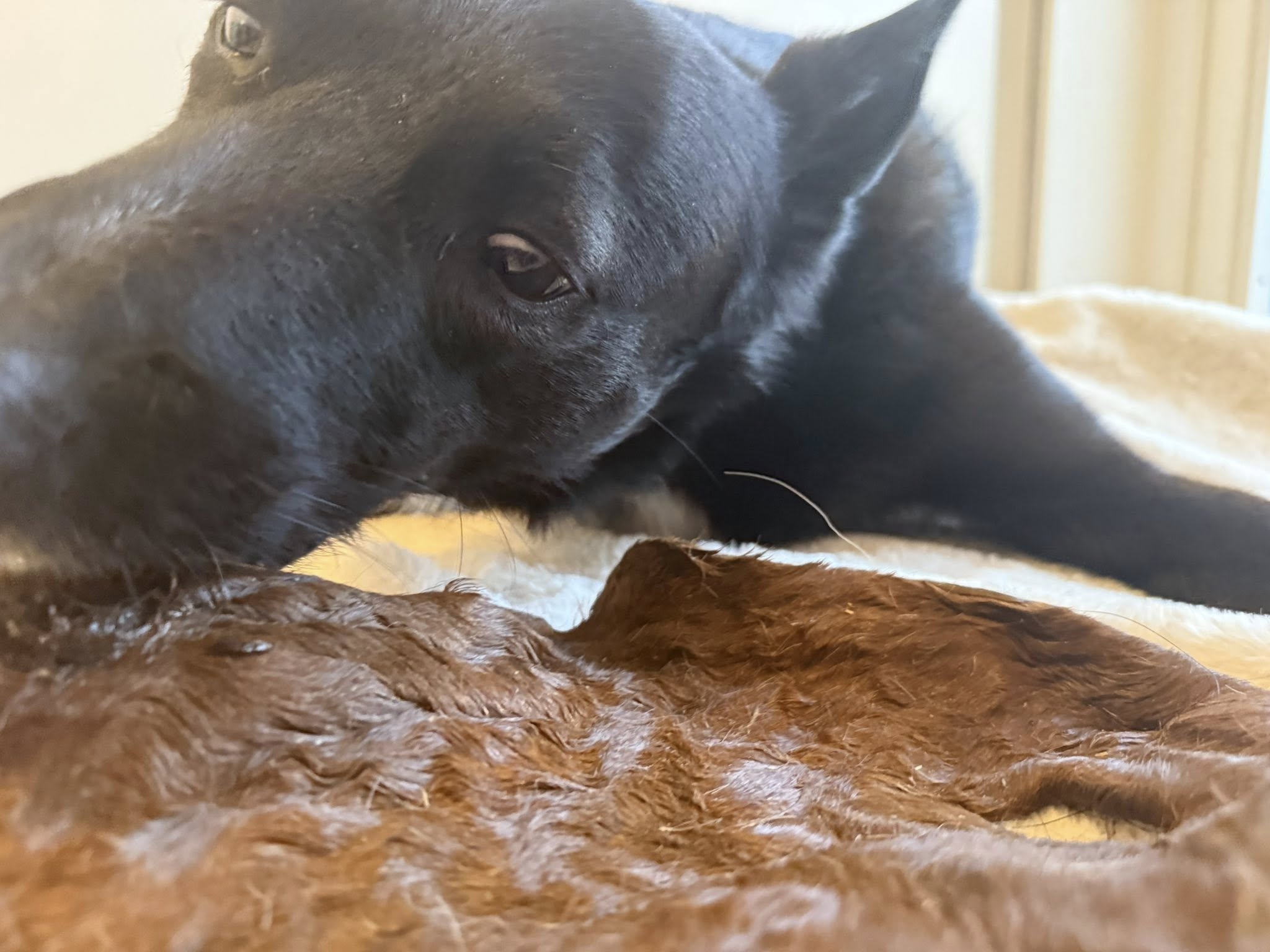 Nyhet! Hästhud med päls XXL – naturligt hundtugg med lång tuggtid