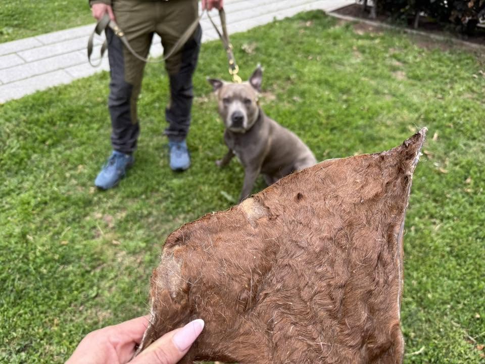 Nyhet! Hästhud med päls XXL – naturligt hundtugg med lång tuggtid