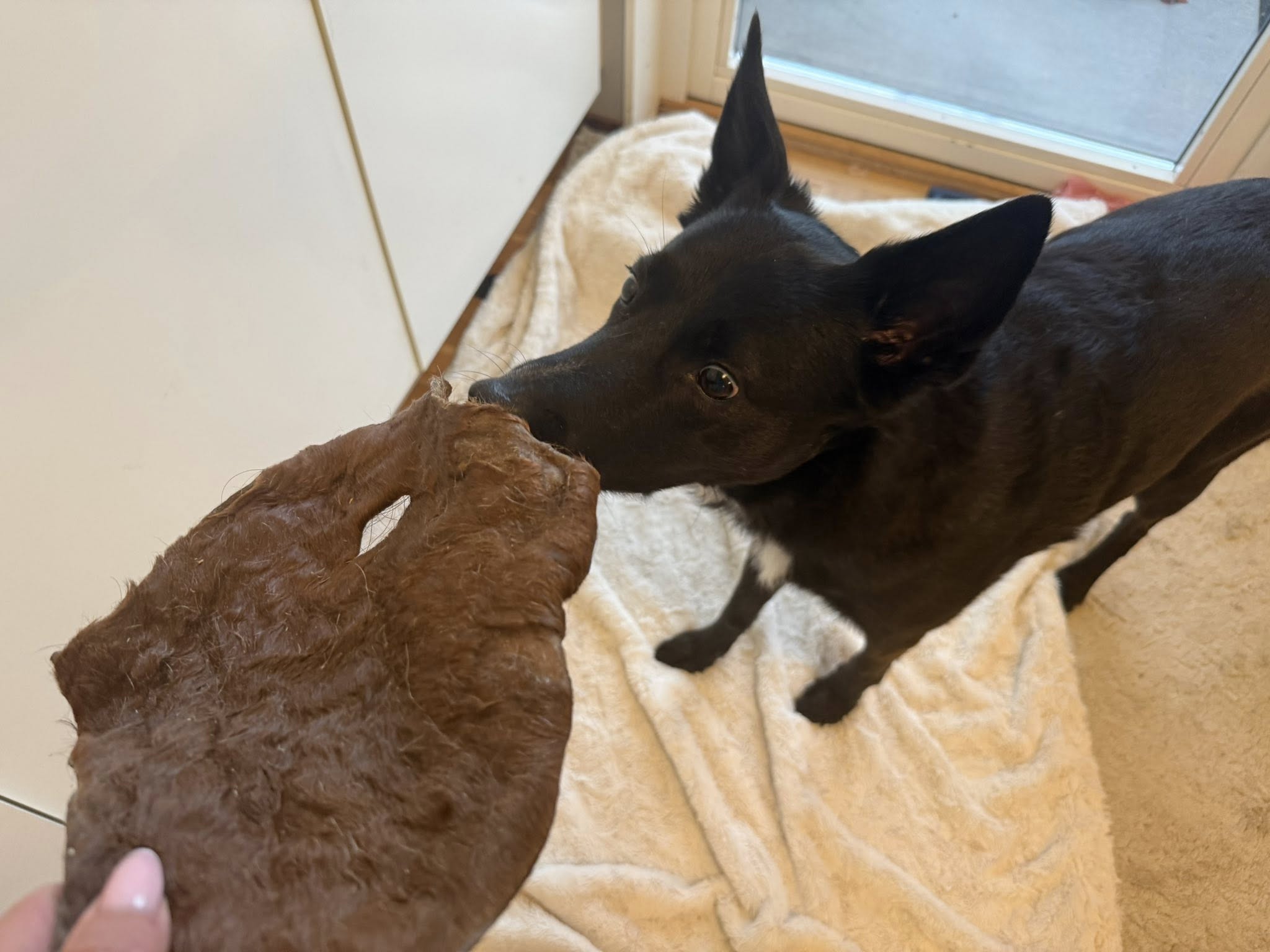 Nyhet! Hästhud med päls XXL – naturligt hundtugg med lång tuggtid
