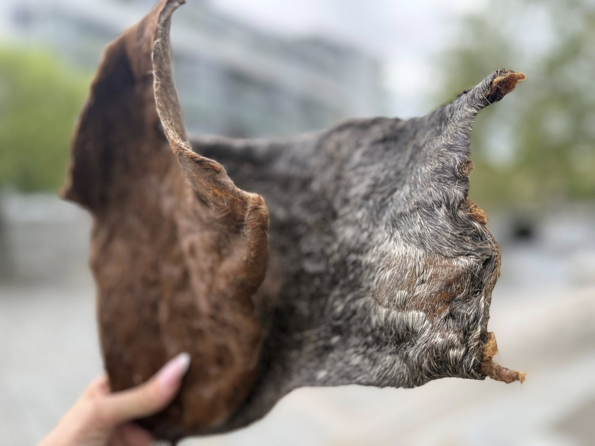 Nyhet! Hästhud med päls XXL – naturligt hundtugg med lång tuggtid