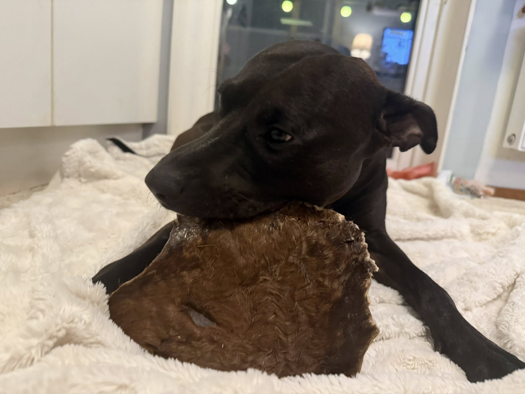 Nyhet! Hästhud med päls XXL – naturligt hundtugg med lång tuggtid
