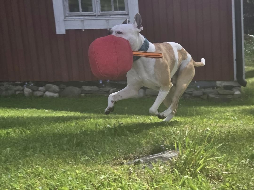 Bit Boll XL – Ringo Hard | Träningsboll från Tjeckien