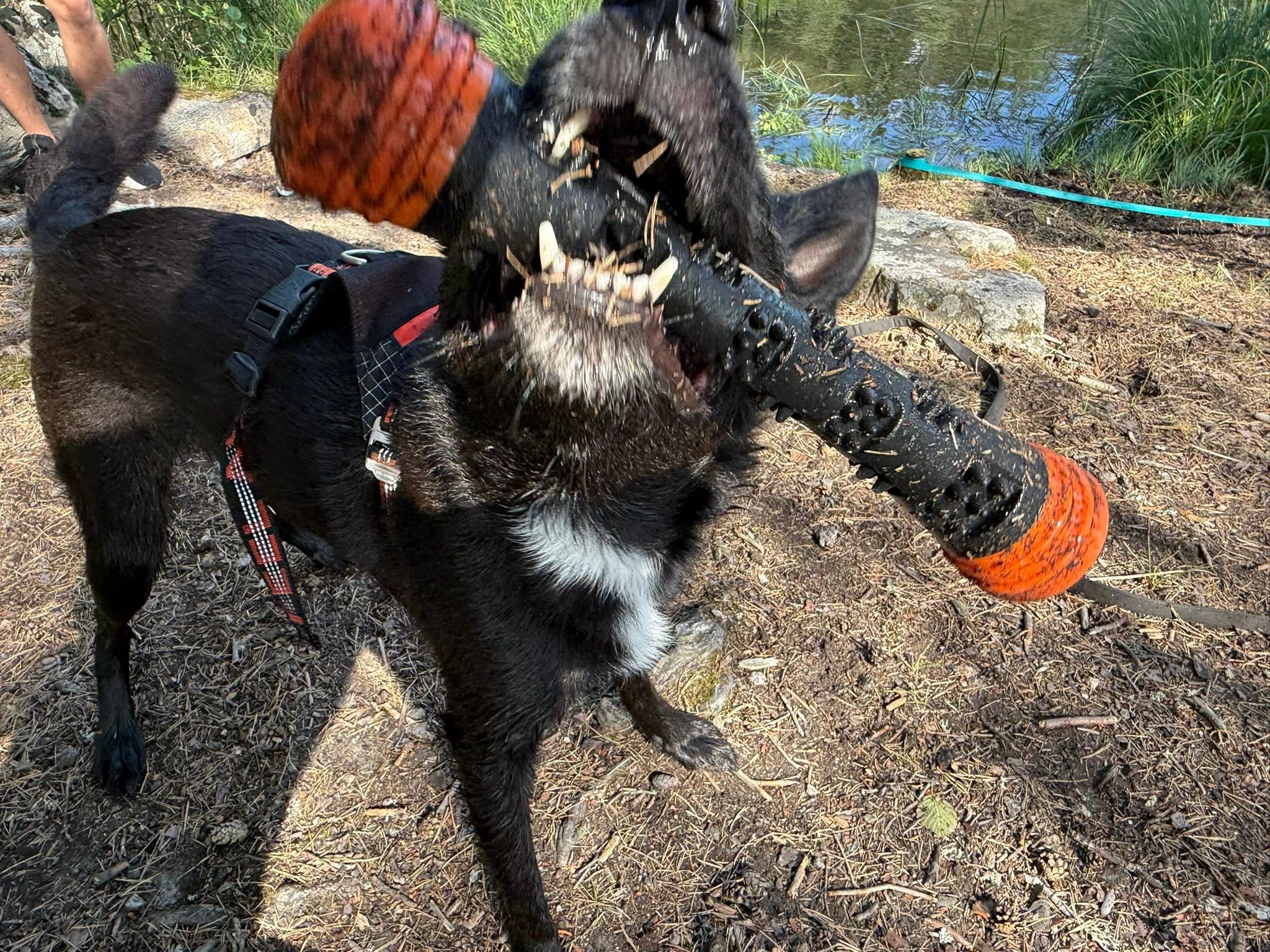 Dog Comets Meteor kastpinne orange L
