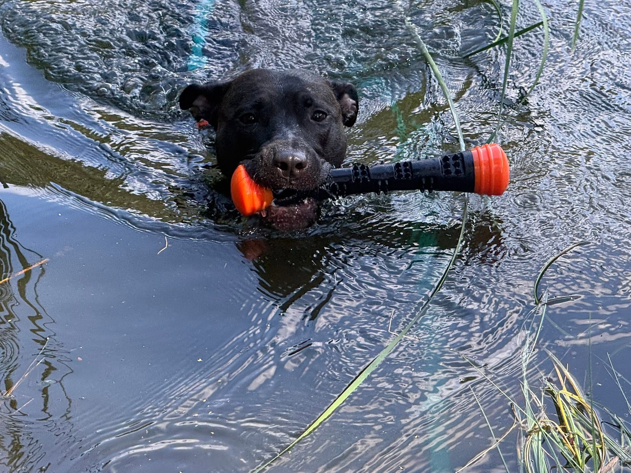 Dog Comets Meteor kastpinne orange L