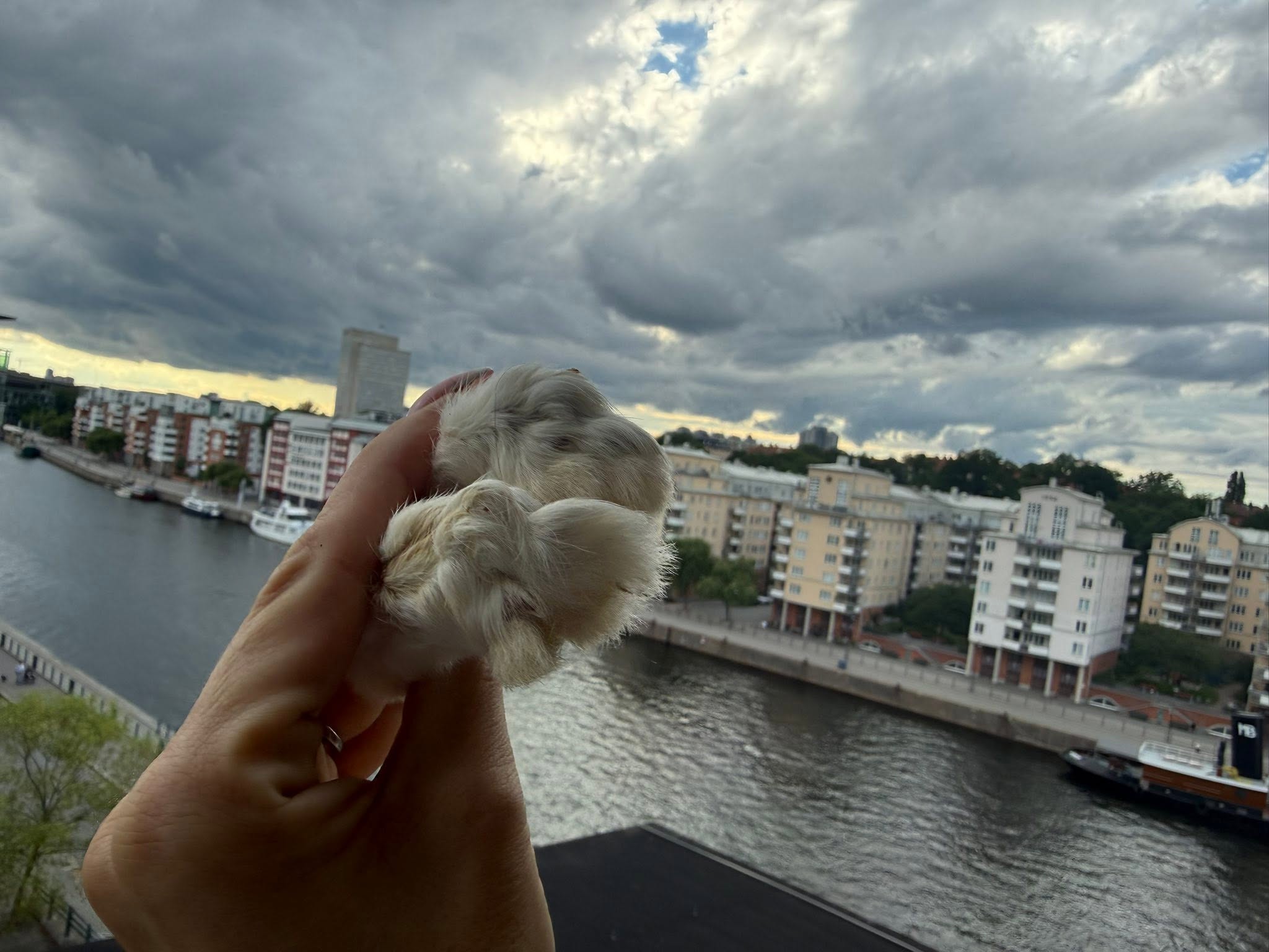 Kanintass med päls i styck – Lufttorkad | Naturligt hundtugg