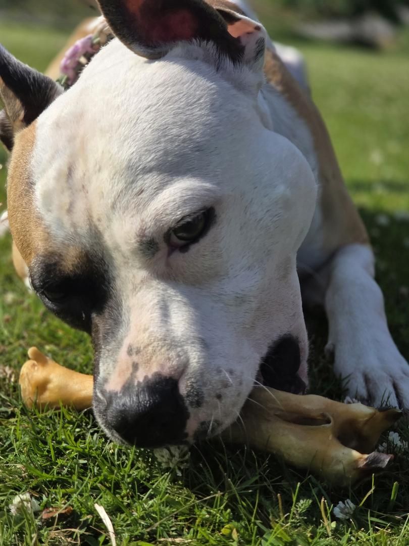Getfötter 1 styck – naturligt hundtugg av get