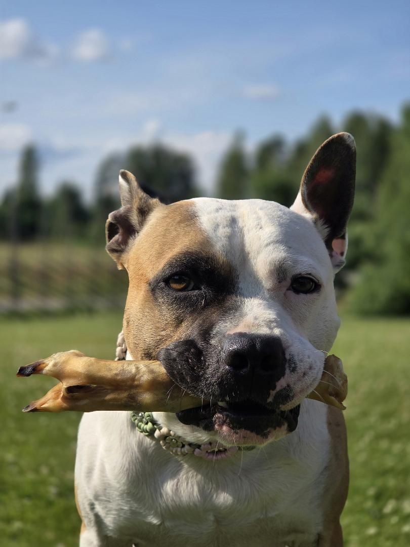 Getfötter 1 styck – naturligt hundtugg av get