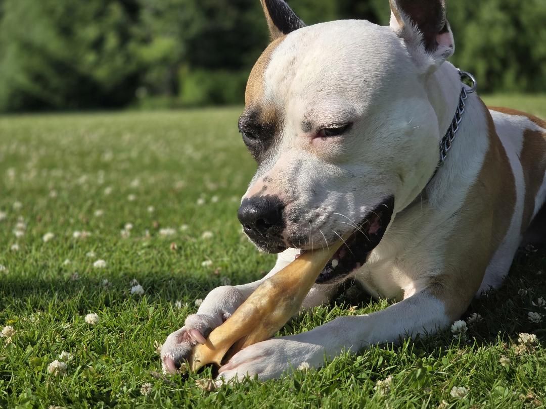 Getfötter 1 styck – naturligt hundtugg av get