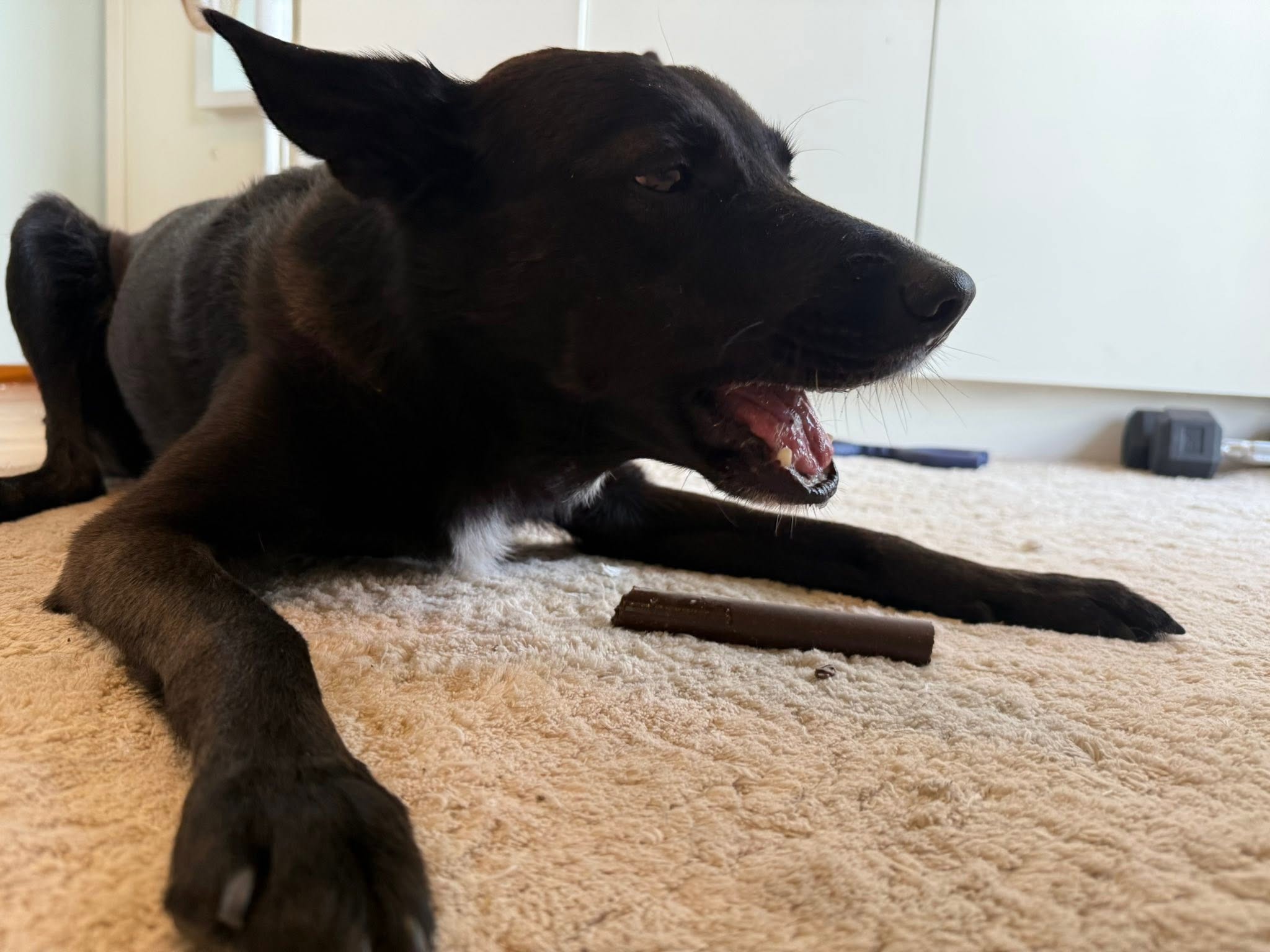 Denta Roll XXL Hjort & potatis – spannmålsfritt hundtugg för tandvård