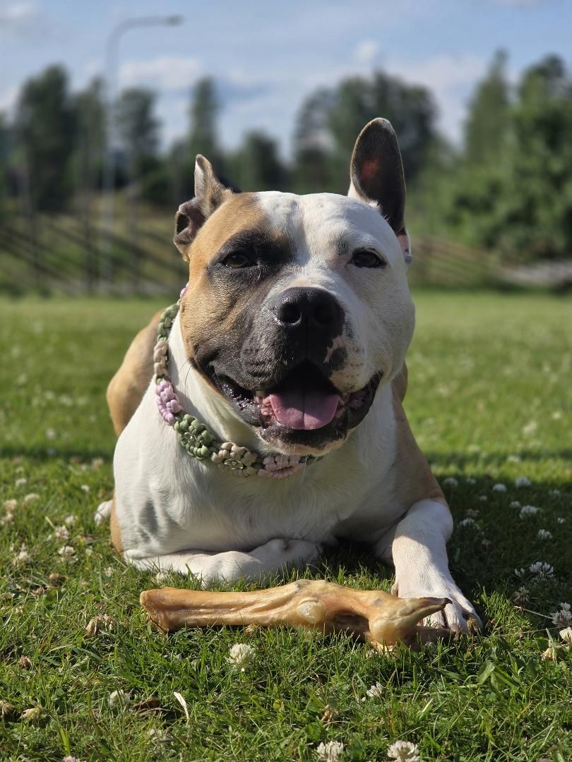 Getfötter 1 styck – naturligt hundtugg av get