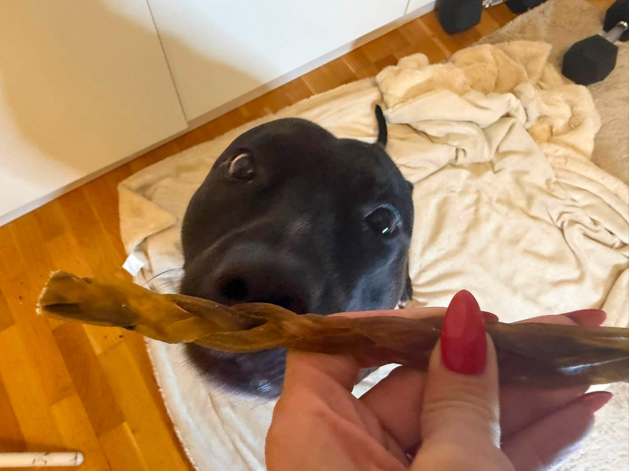 Flätad kamelhud 30 cm | Naturligt hundtugg