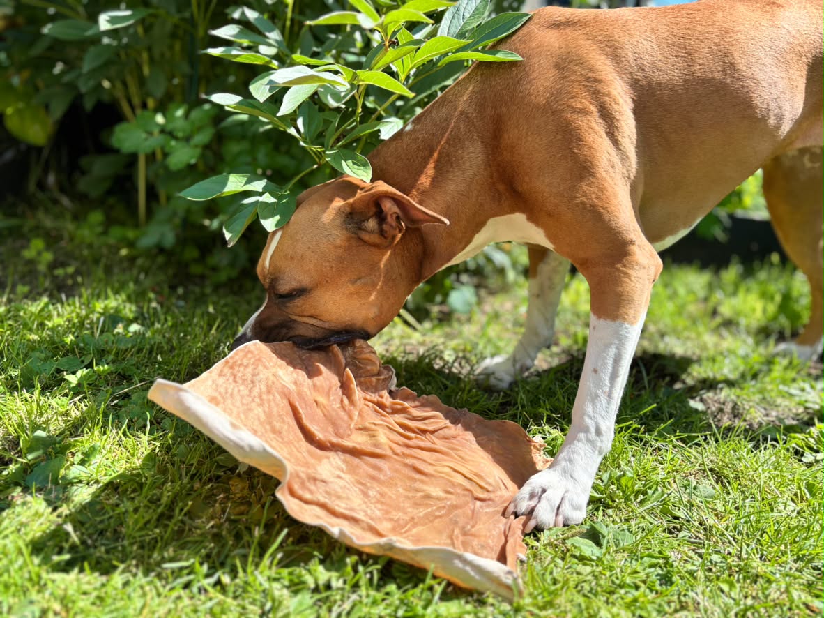 Hästhudsplatta Premium | Naturligt hundtugg