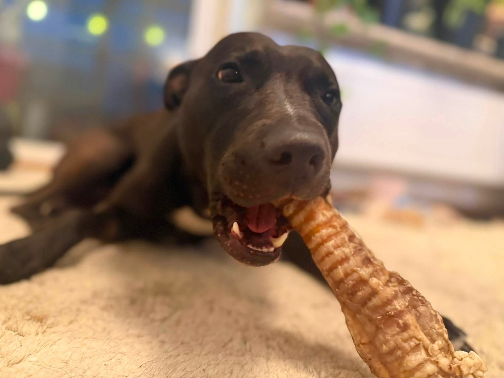 Nötstrupe 30 cm – naturligt långvarigt hundtugg med brosk