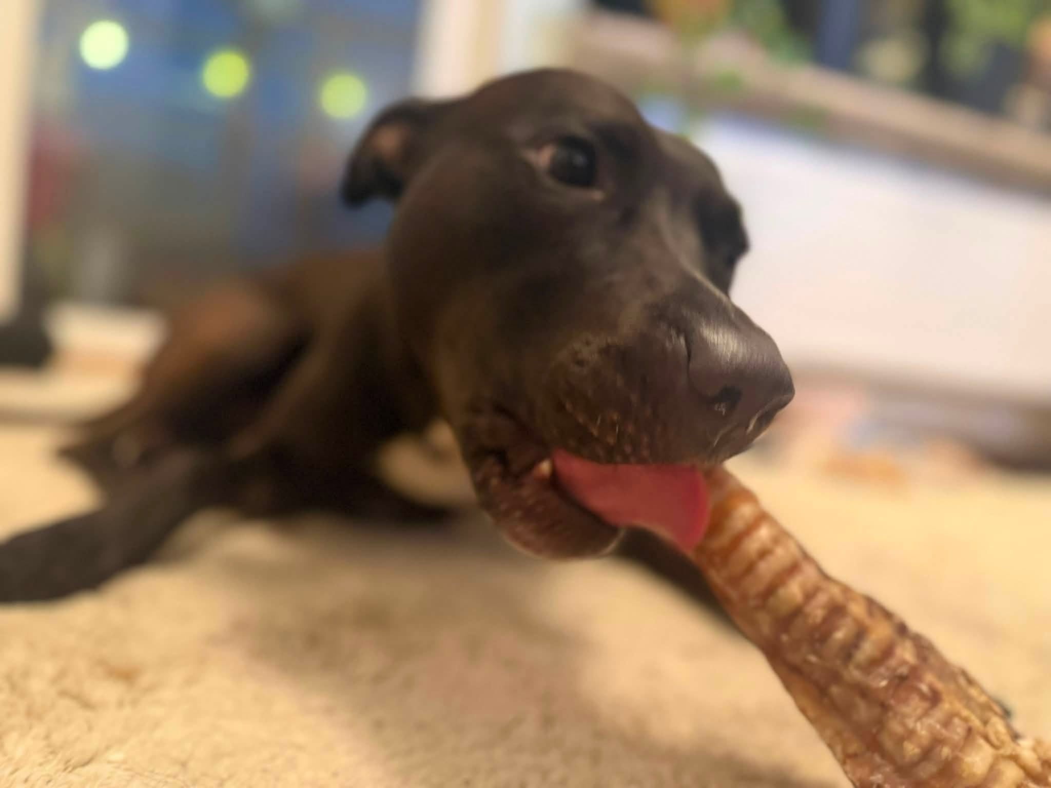 Nötstrupe 30 cm – naturligt långvarigt hundtugg med brosk