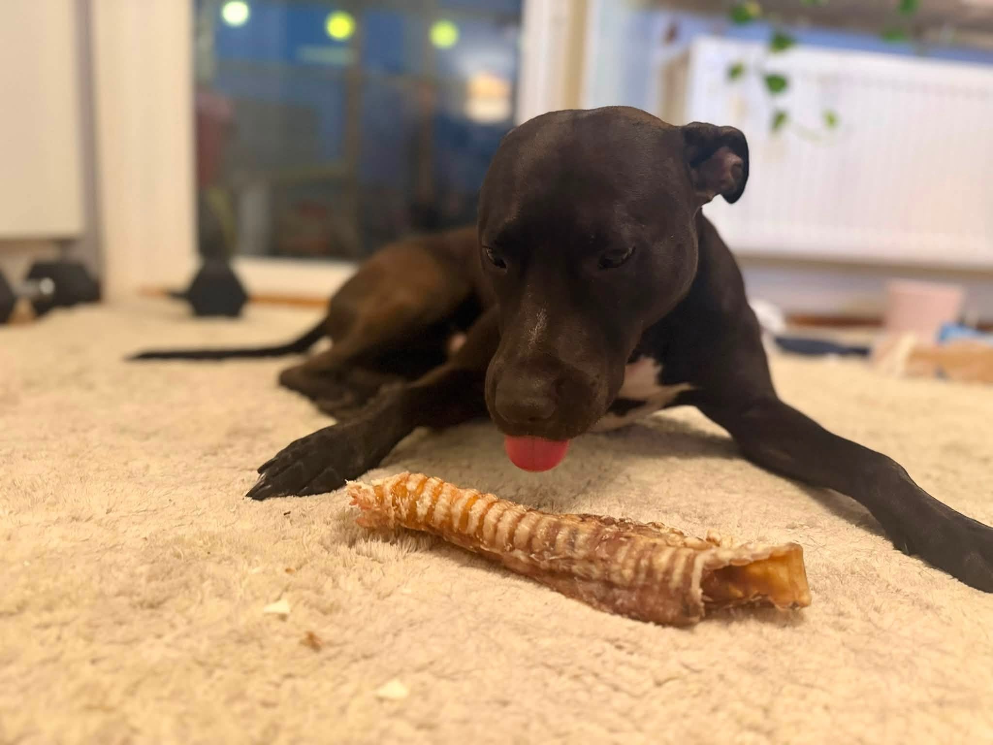 Nötstrupe 30 cm – naturligt långvarigt hundtugg med brosk