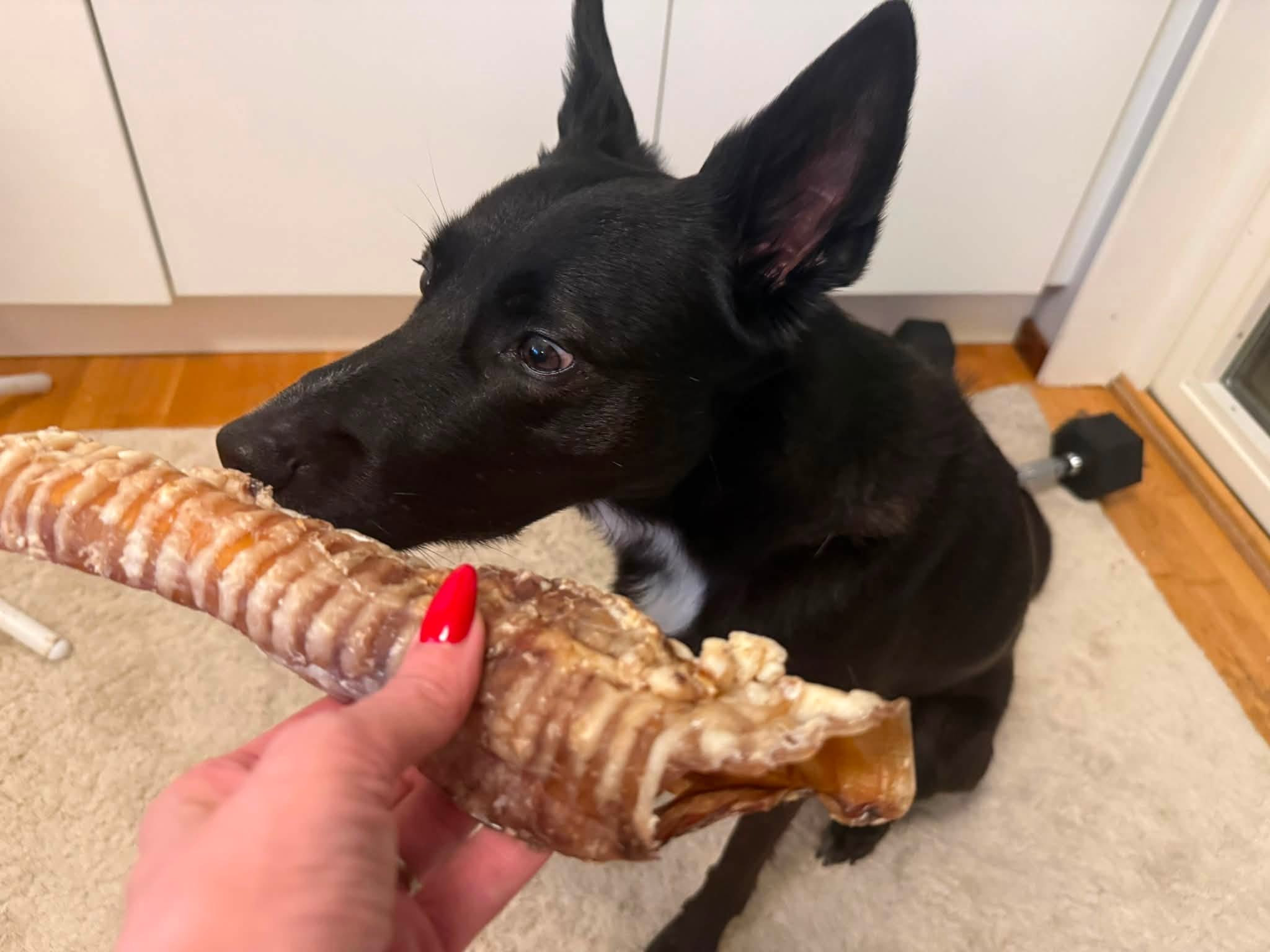 Nötstrupe 30 cm – naturligt långvarigt hundtugg med brosk