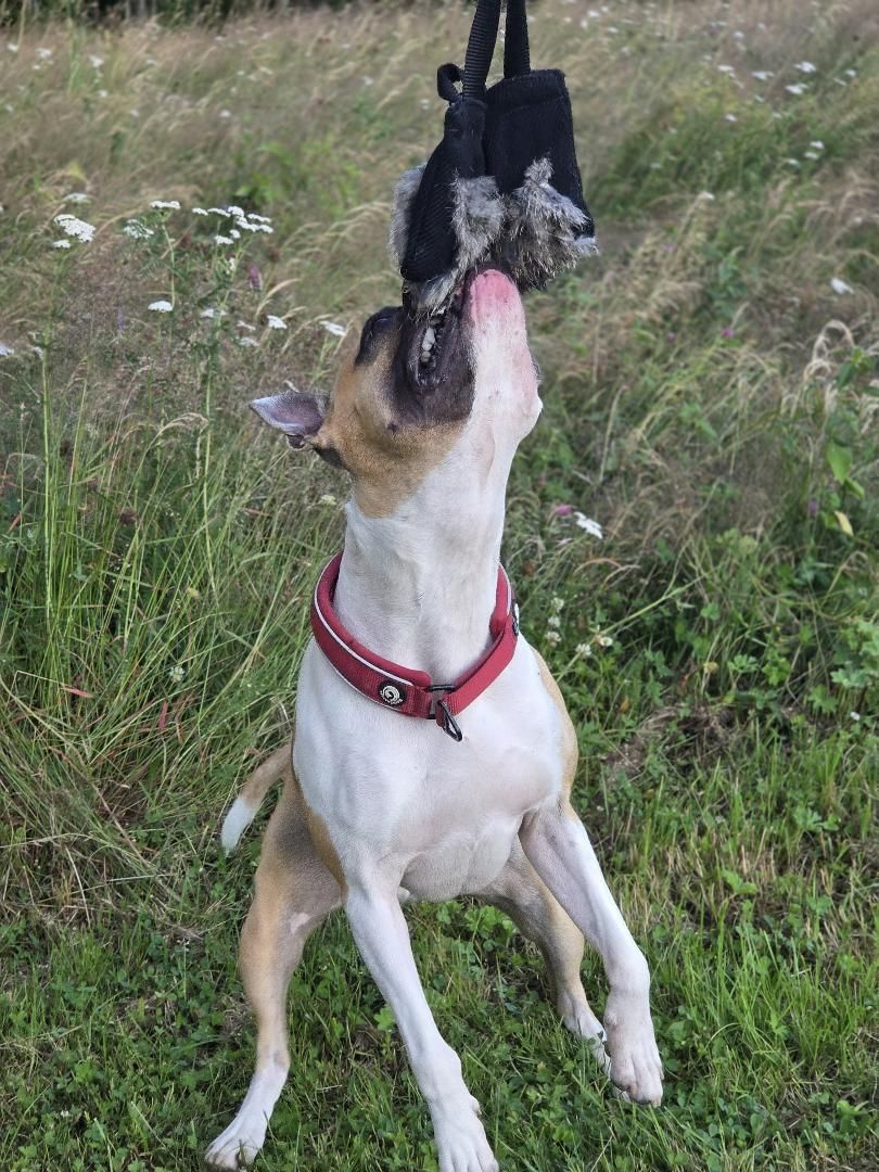 Liten kampkudde med kaninskinn för hund | Bitkudde & belöningsleksak