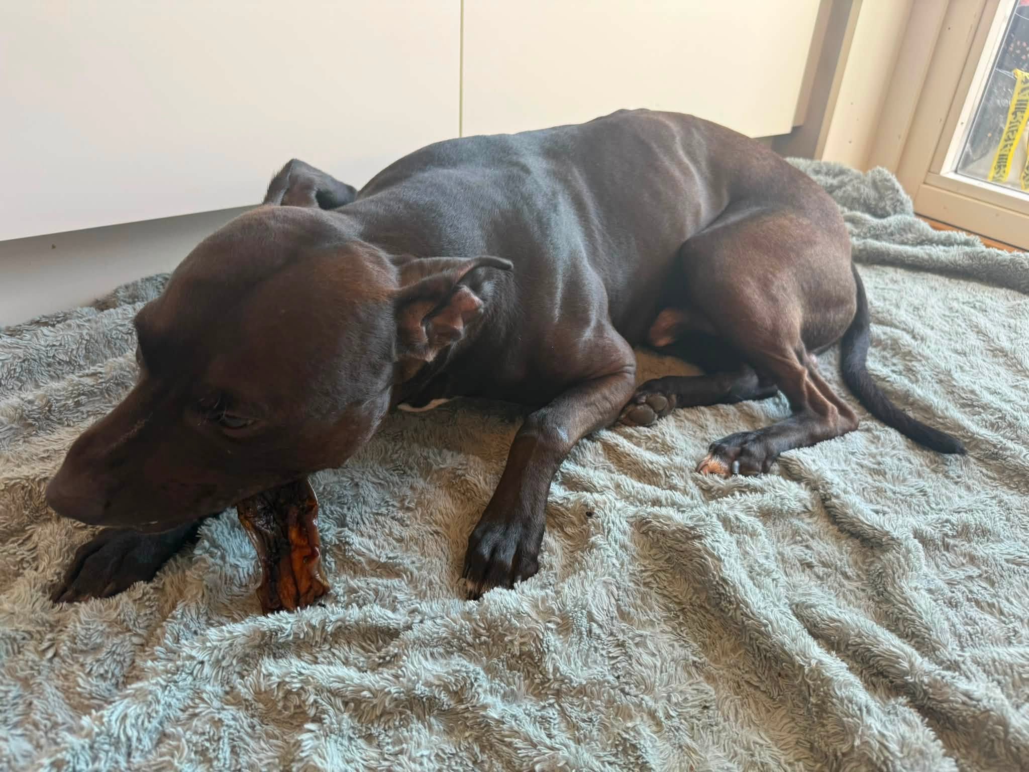 Tugg av hästhuvudshud – naturligt hundtugg av 100 % häst