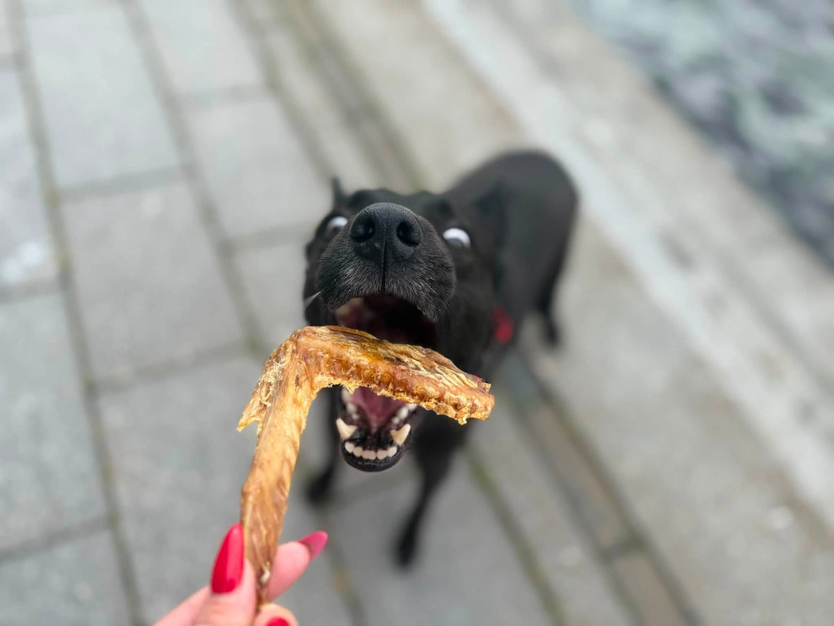 Gåsvingar – 100 % lufttorkad gås | Naturligt hundtugg