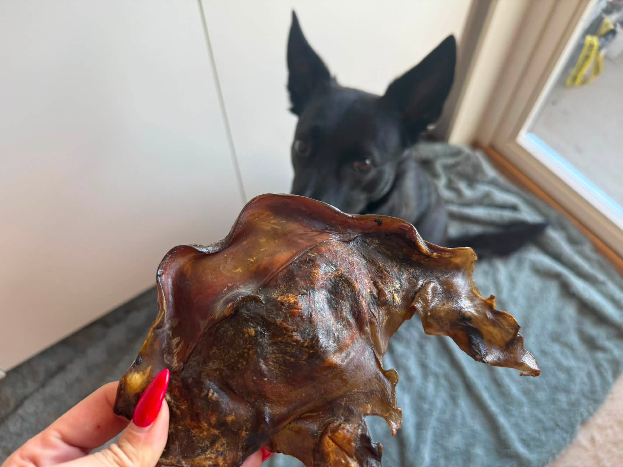 Tugg av hästhuvudshud – naturligt hundtugg av 100 % häst